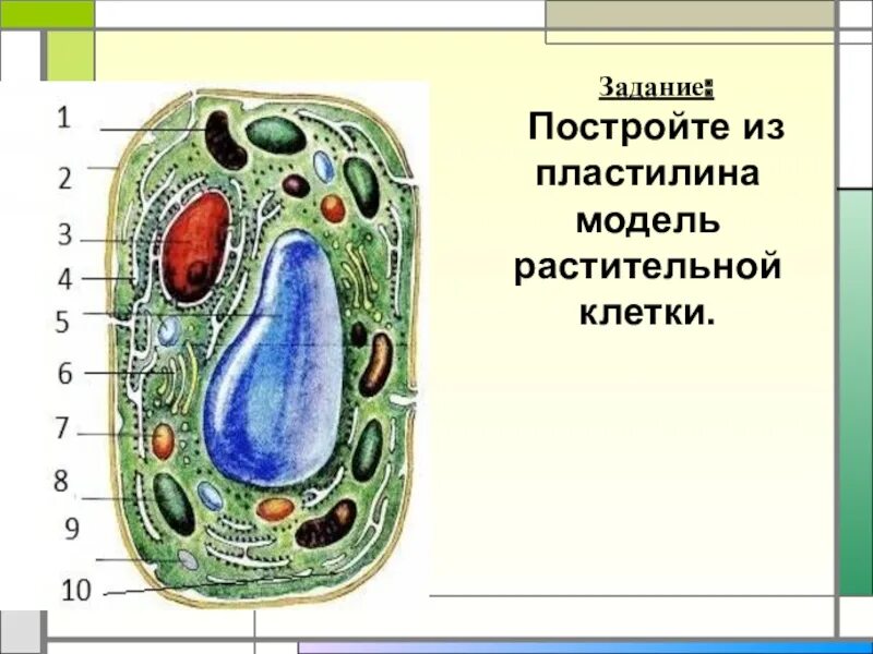 Модель строения клетки 5 класс биология. Модель клетки растения биология 5 класс. модель растительной клетки 5 класс биология. клетка растения по биологии 5 класс. биология 5 класс строение клетки растительной модель.