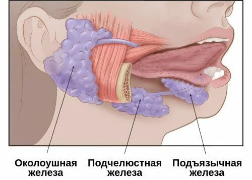 Около ушной сиалоденит. Подъязычный сиалоаденит. Сиаладенит слюнной железы. Сиалоаденит подчелюстной области-. Увеличение околоушной железы