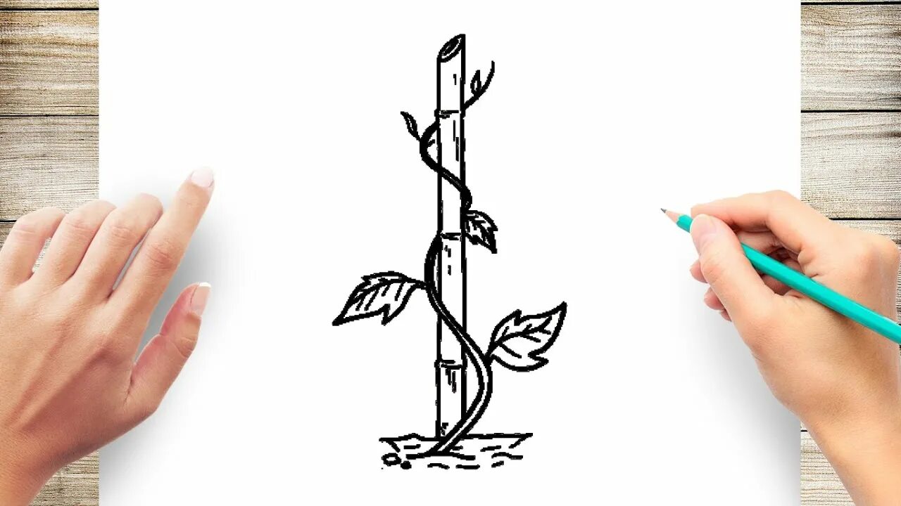 Simple vine. Gavasi vine.