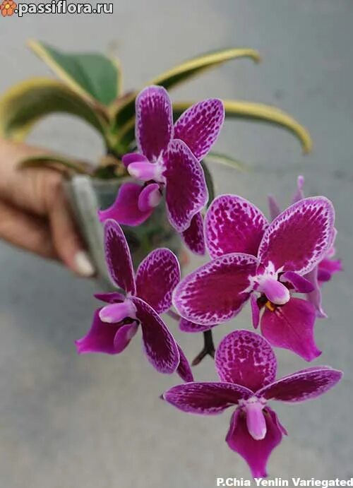 Phal. Chia E Yenlin (variegata) 2.5