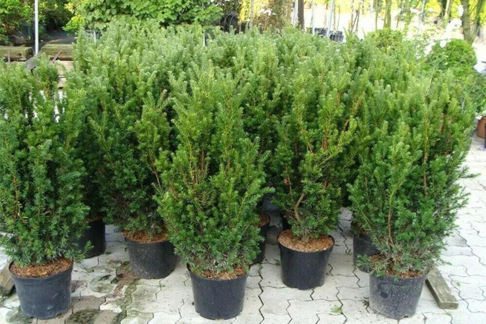 Тис средний hicksii. Тис средний фото и описание. Тис hillii. Тис средний (taxus media "hicksii")*. Тис hicksii.