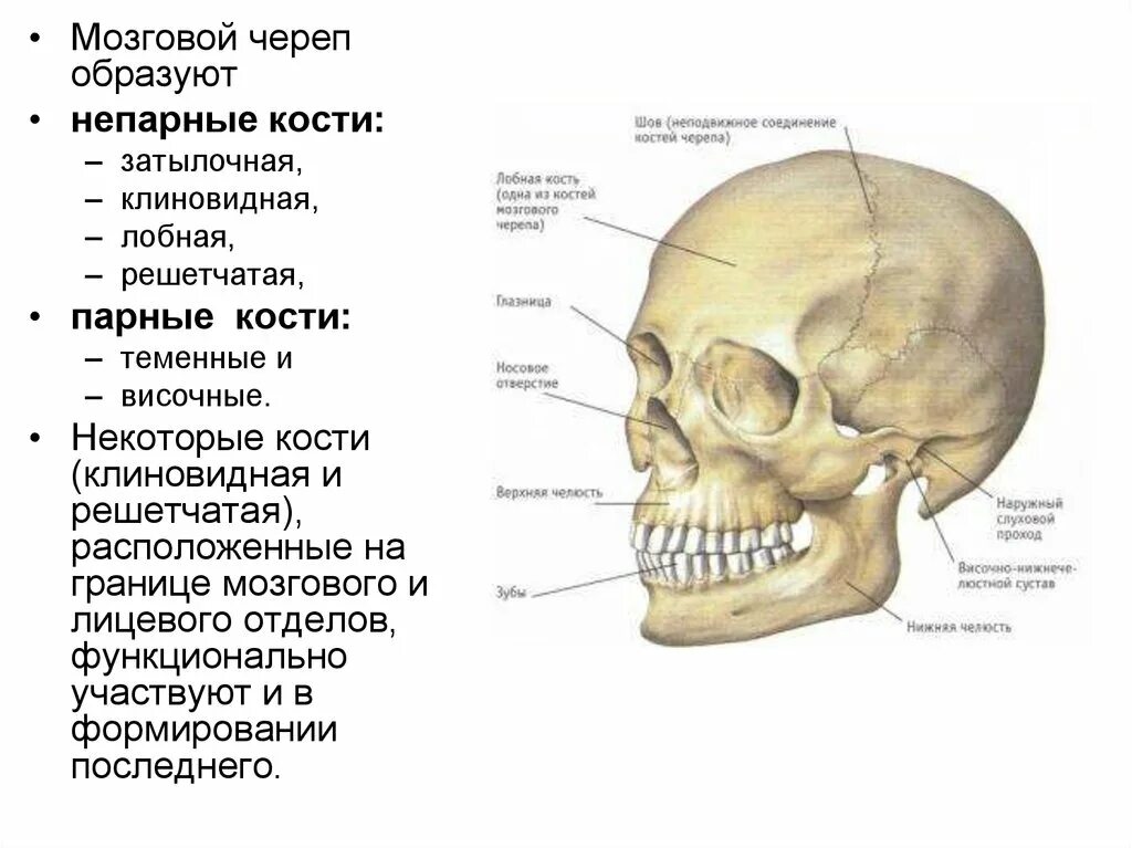 Кости черепа человека анатомия парные и непарные кости. Затылочная, лобная, теменная, клиновидная и решетчатая кости. Кости лицевого черепа парные и непарные. Лицевой отдел черепа парные и непарные.