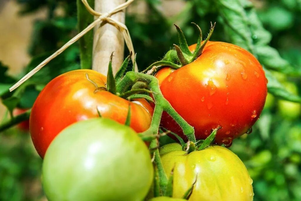 Томат деревенские ( hillbilly). Томат деревенский партнер. Томат деревенский биколор. Томат деревенские ( hillbilly). Томат деревенский биколор.