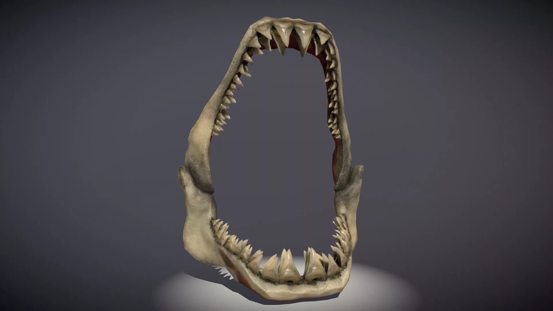 Зуб 3д модель. Челюсть акулы 3д модель. Зуб 3д. Модель зубов.