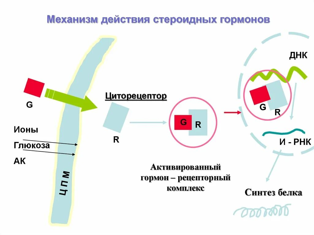Эффект гормональных