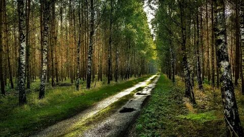 Погода русский лес