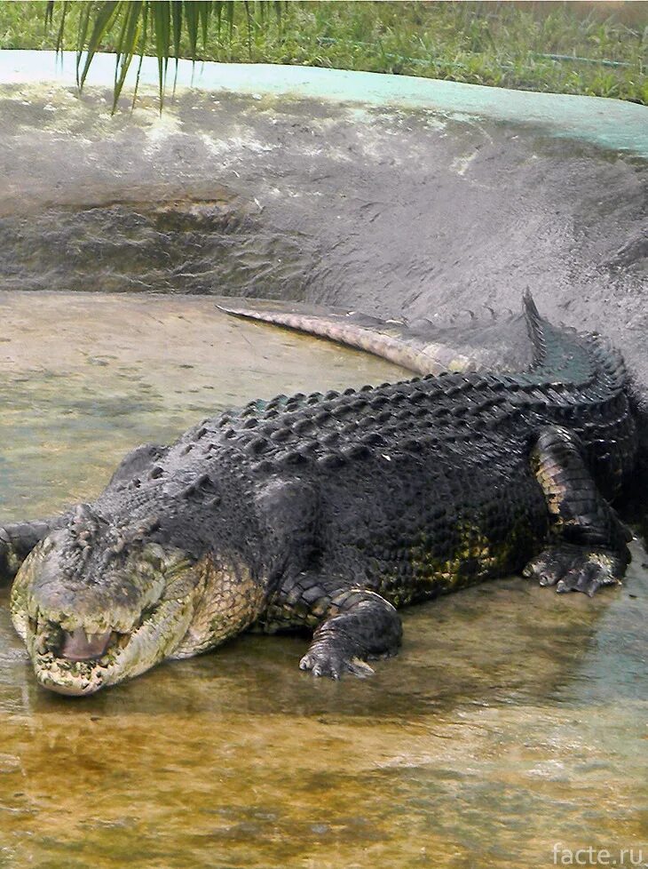 Рекорды рептилий. Гигантский гребнистый крокодил. Гребнистый крокодил самый большой.