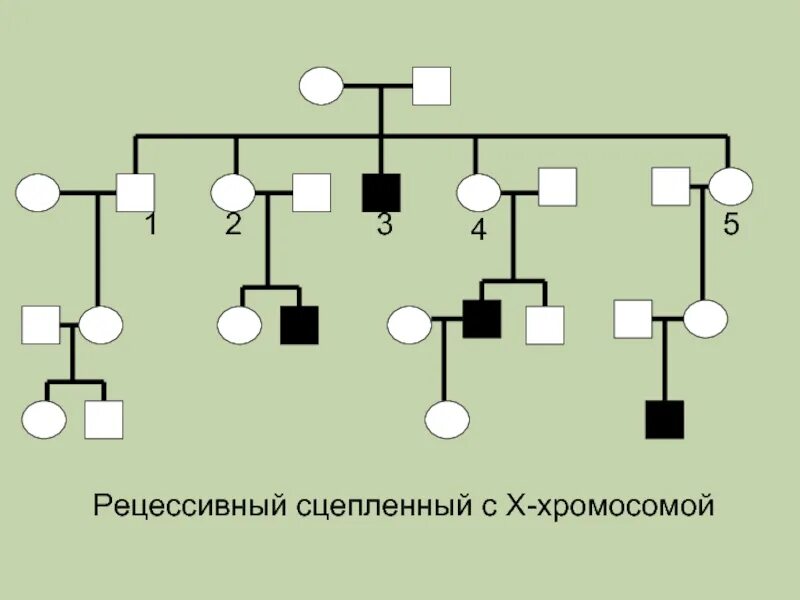 Сцепленный с х хромосомой рецессивный Тип наследования. Х сцепленный рецессивный Тип наследования. Х-сцепленное рецессивное наследование схема. Рецессивный Тип наследования связанный с х-хромосомой.