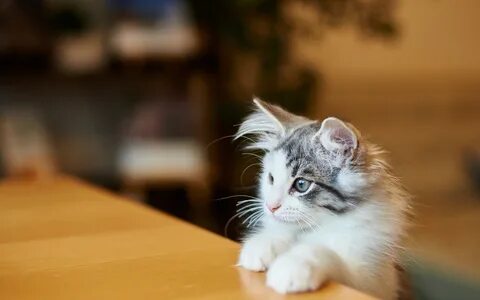 Kitty cat