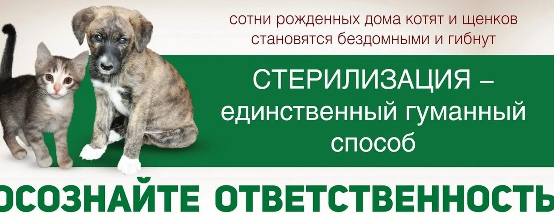 Помощь бездомным животным елец