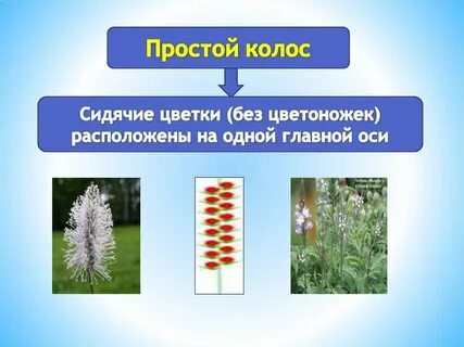Наличие соцветия