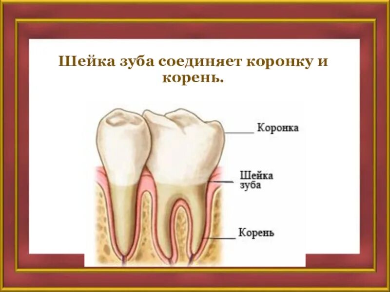 Коронка шейка и корень зуба. Где находится шейка зуба. Строение зуба верхний моляр. Где находится шейка зуба. Анатомия зуба коронка шейка корень.