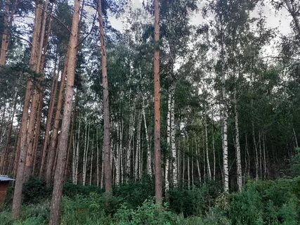 Пензенский лес