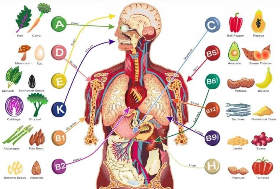 Действие витаминов на человека. Влияние витаминов на организм человека. Витамин с влияние на организм. Влияние витаминов на организм человека. Действие витаминов на человека.