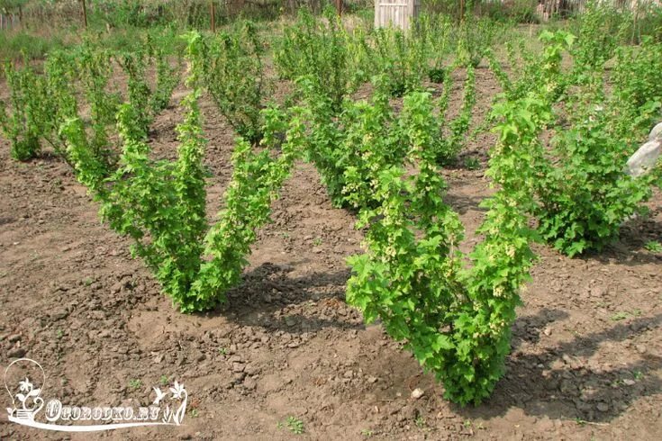 Где посадить смородину на участке. Смородина куст. Подвязка крыжовника. Куда сажать смородину на участке. Подвязка смородины.