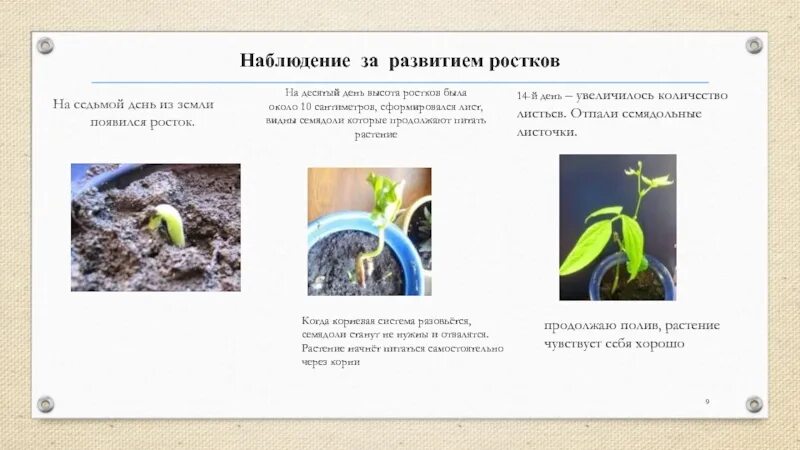 Влияние какого условия развития проростков иллюстрирует данный