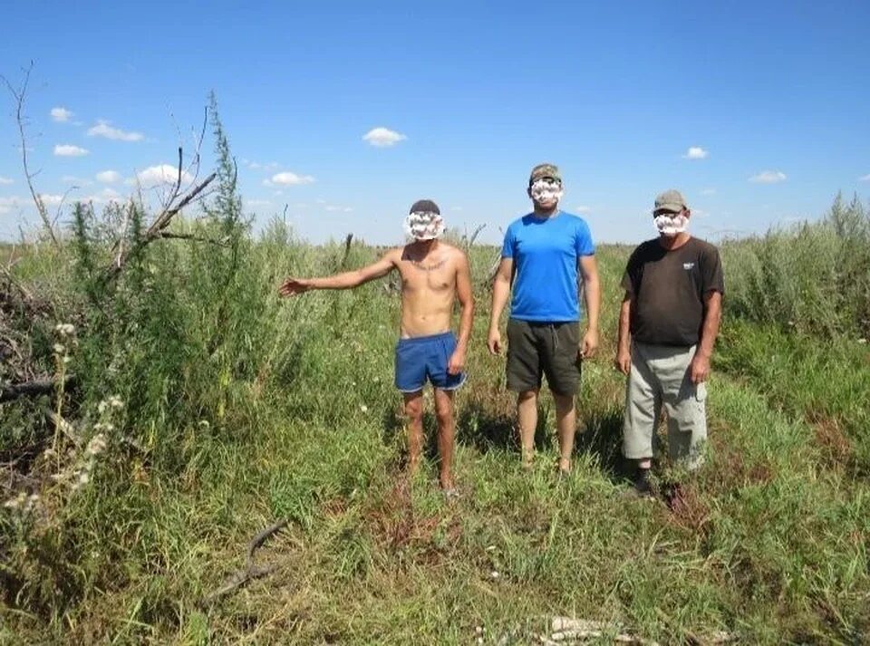 Бузулук новоалександровка. Новоалександровка Бузулукский район. 15 Летний парень. Поле конопли.