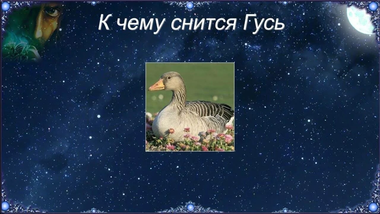 Гусь для сна. Гусь картинка. Много гусей. Белая гусыня. Приснились гуси белые.