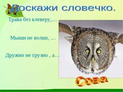 Приметы жанра бианки сова