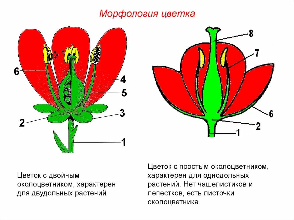 Схема цветка с простым околоцветником. Околоцветник простой и двойной схема. Венчиковидный околоцветник. Строе цветка однодольных и двудольных растений. Примеры простых цветков