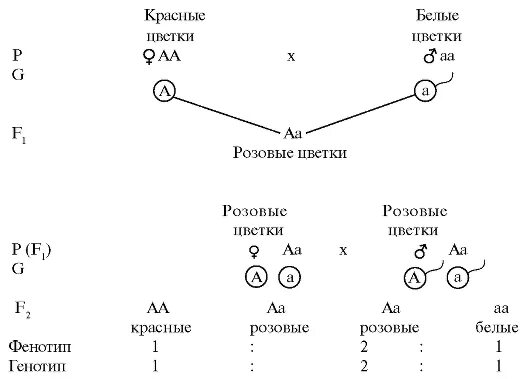 1 закон менделя доминирование. Неполное доминирование схема скрещивания. Неполное доминирование Тип скрещивания. Ночная красавица схема скрещивания. Схема скрещивания при неполном доминировании.