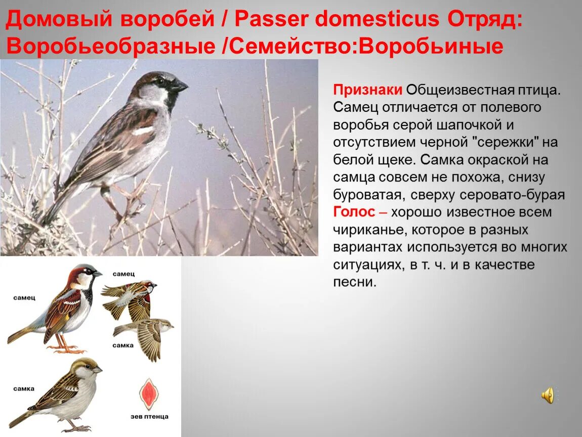 Воробьиные признаки