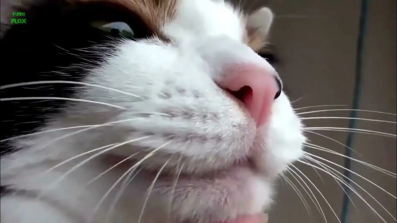 Мяуканье котят kittens meowing kittens meowing звук. Мяуканье кошки. мяуканье кошки в брачный период. мяуканье котят kittens meowing kittens meowing. мяуканье кота кошачий концерт 2014.