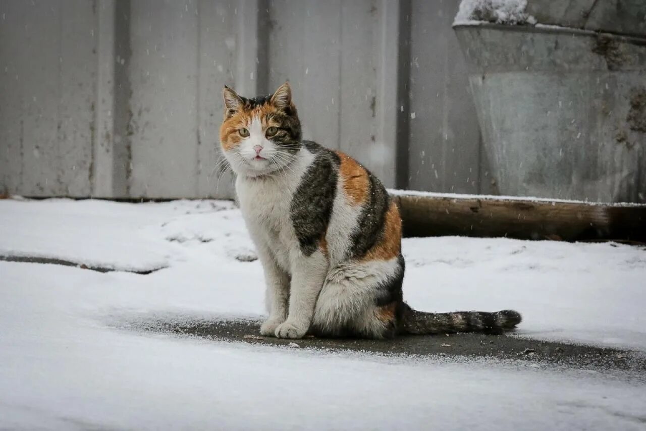При какой температуре мерзнут кошки. Бездомные кошки зимой. коты на улице зимой. уличные кошки. уличные коты зимой.