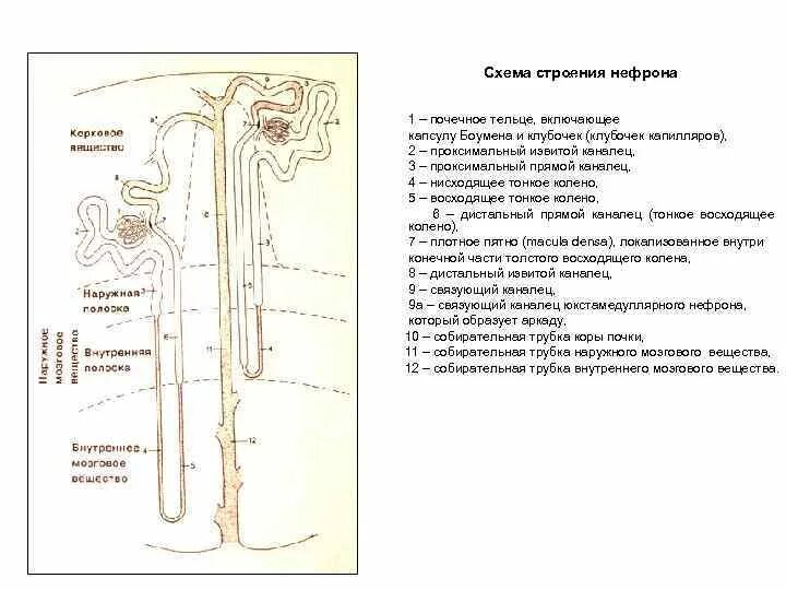 Какие структуры входят в состав нефрона капсула. Схема нефрона почки. строение нефрона почки человека. строение нефрона латынь. схема строения нефрона на латинском.