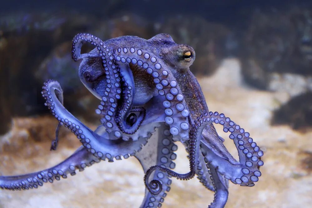 Что такое осьминог. Синекольчатый осьминог. Карликовый осьминог. Голубой кольчатый осьминог. Осьминог Vitreledonella Richardi.