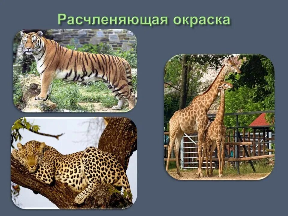 Расчленяющая окраска. Расчленяющая окраска животных. Расчленяющая маскировка. Приспособление окраска расчленяющая.