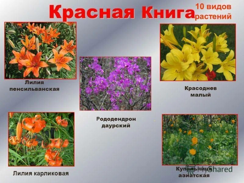 Названия видов растений и животных. Красная книга забайкальского края растения фото и описание. названия растений занесенных в красную книгу забайкальского края. цветы из красной книги россии фото и описание из забайкальского края. животные и растения байкала занесенные в красную книгу.