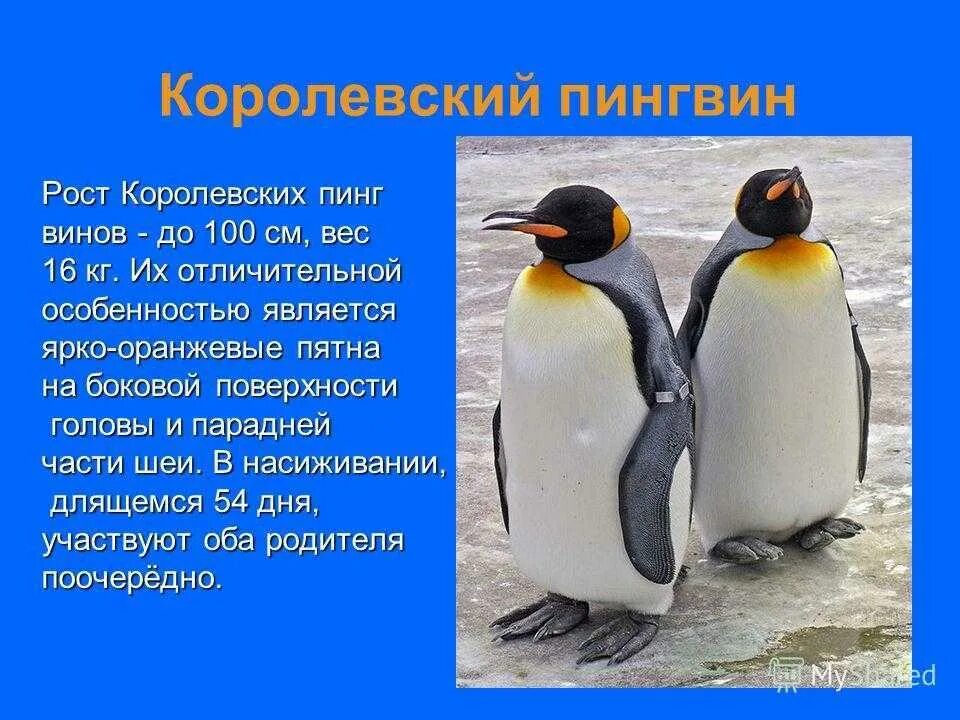 Появление птенцов в колонии пингвинов признак живых. Королевский пингвин рост и вес. информация о пингвинах. сообщение о пингвинах. доклад про пингвинов.