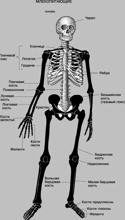 Скелет человека схема с названиями анатомия. Анатомия человека кости скелета названия. Анатомия схемаскелеьа у человека. Самая крупная кость скелета