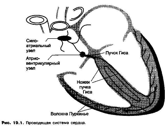 Пучок пуркинье. Проводящая система сердца. Пучок Гиса и волокна Пуркинье. Волокна Пуркинье ножки пучка Гиса. Система Гиса Пуркинье.