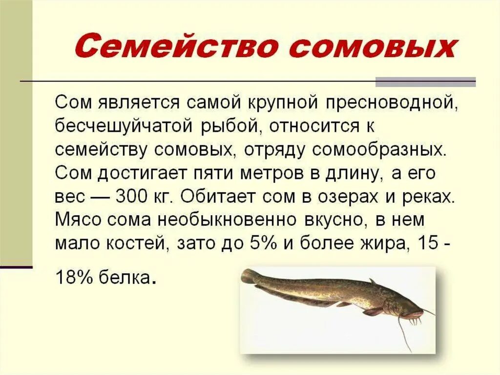 К какому семейству относится рыба. Рыба семейства сомовых названия. Описание рыбы сом. Доклад о соме. Факты про сома.