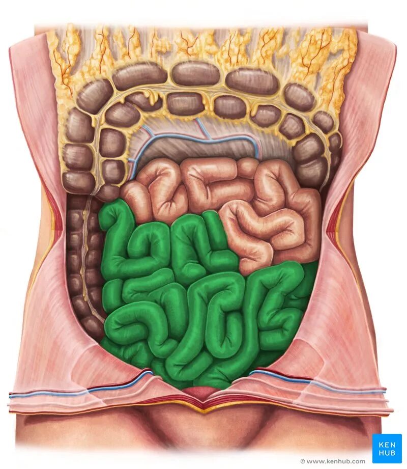 The small intestine. The small intestine