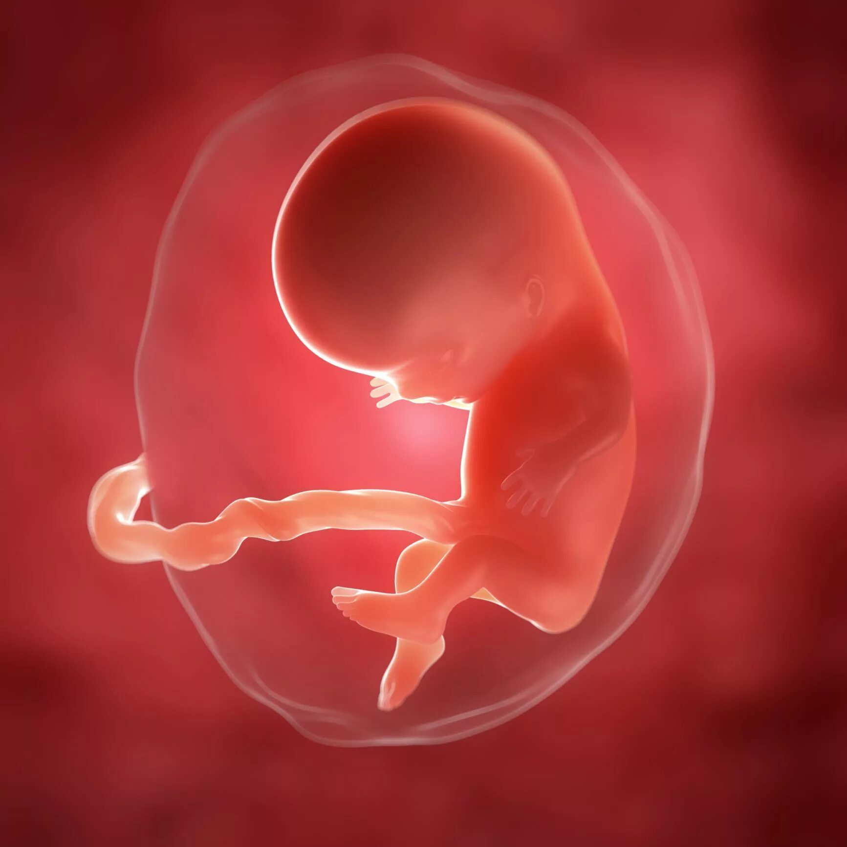 Эмбрион на 10 неделе беременности. Зародыш 10 недель беременности. 9 неделя б