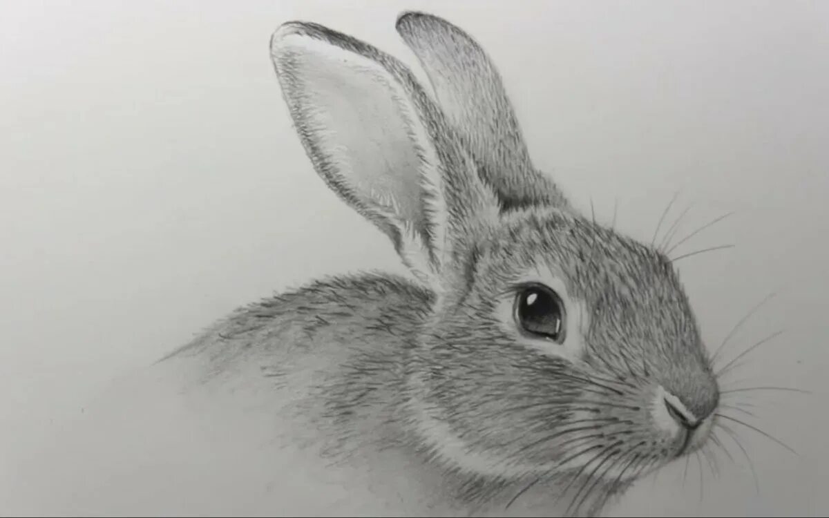 Нарисовать кролика карандашом. Кролик рисунок. Кролик карандашом. Кролик рисунок карандашом. Кролик для срисовки.