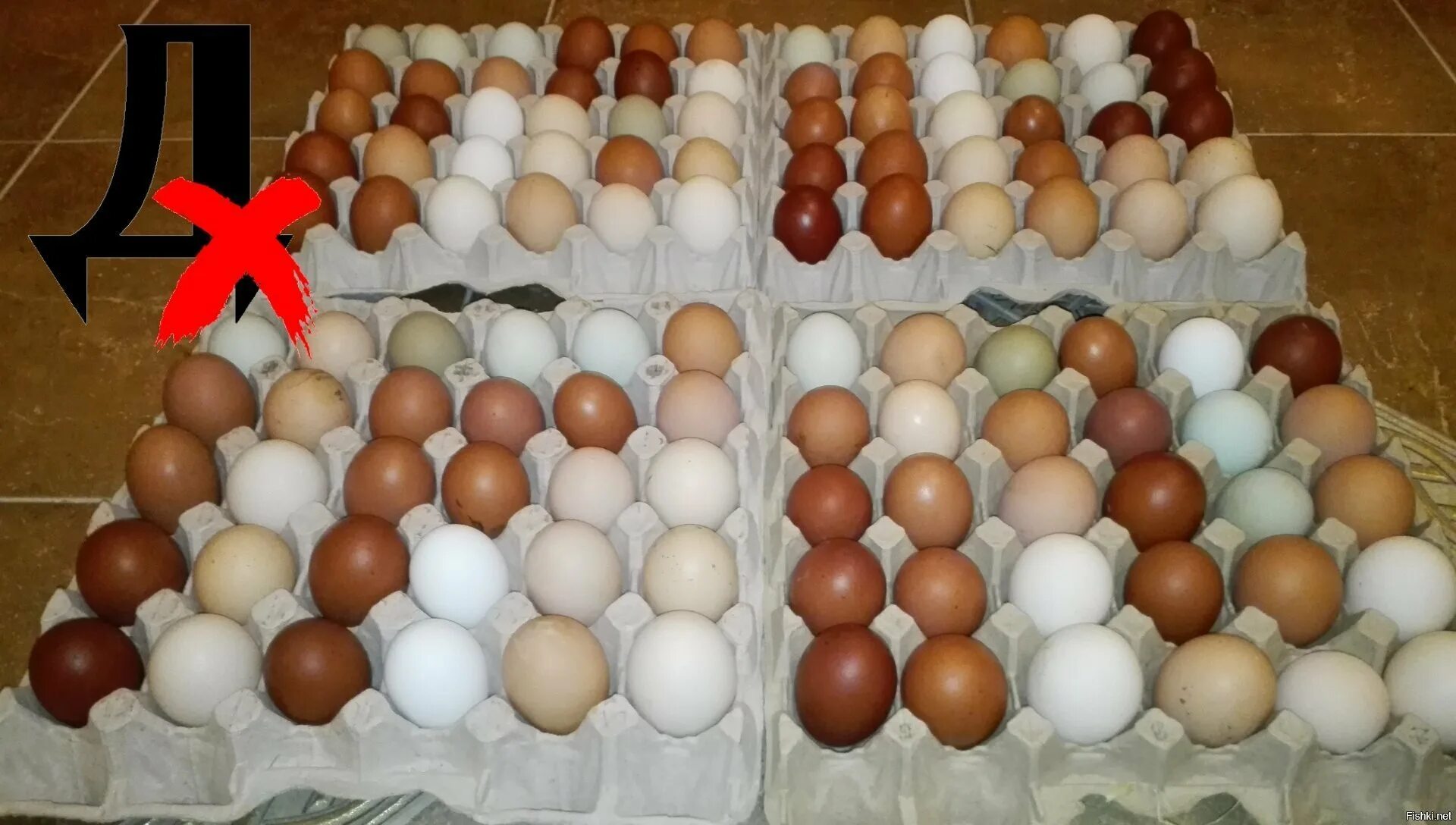Куры несущие коричневые яйца. Куры родонит несут цветные яйца. Курица несущая коричневые яйца. Куры несут цветные яйца.