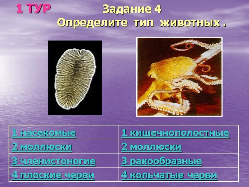 Тип членистоногие черви 3 примера. Плоские черви и моллюски. беспозвоночные животные кишечнополостные. кишечнополостные моллюски. плоские черви беспозвоночные.