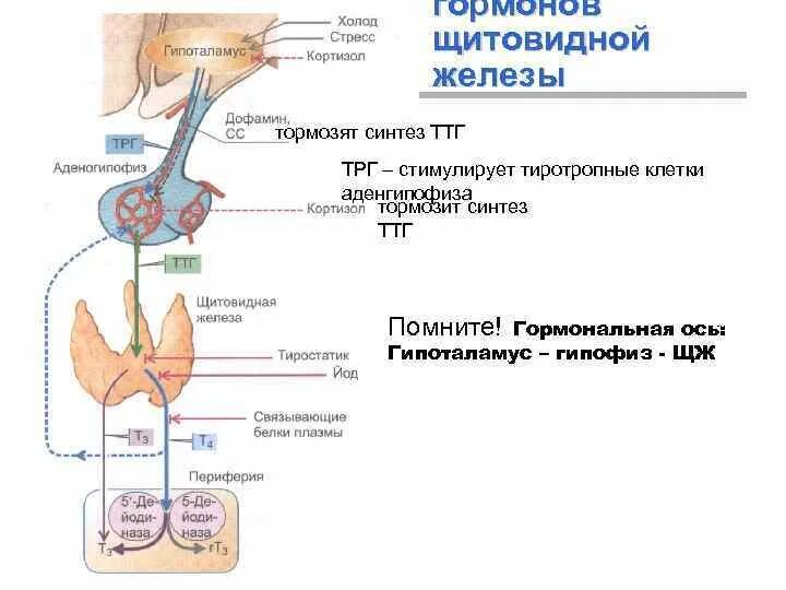Синтез гормонов щитовидной железы кратко. Гипоталамус и щитовидная железа. Ось гипоталамус-гипофиз-щитовидная железа. Тиреотропный гормон Синтез. Тиреотропный гормон гипофиза