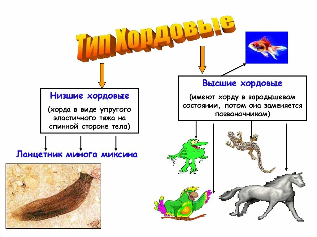 Позвоночные относятся к типу хордовые. Низшие Хордовые. Тип Хордовые. Животных типа Хордовые. Низшие и высшие Хордовые животные.