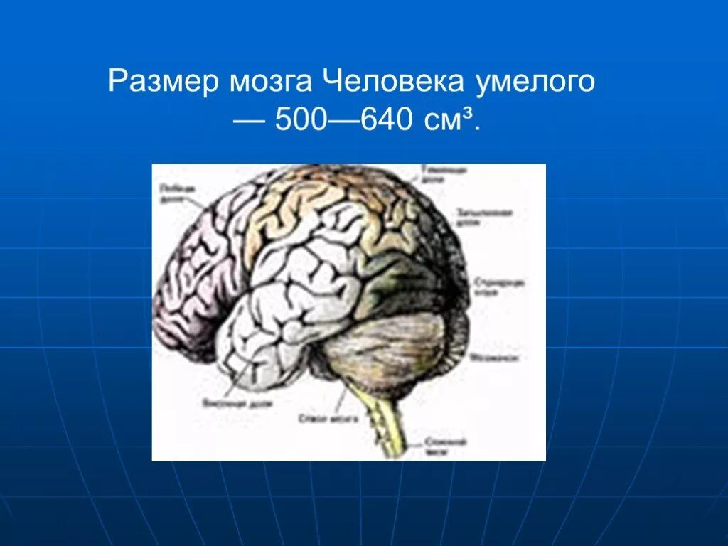 Относительные размеры мозга. Объем мозга. Размер мозга современного человека. Человек умелый объем мозга.
