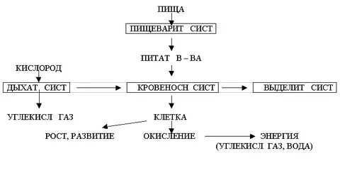 Взаимосвязь кровеносной и пищеварительной системы
