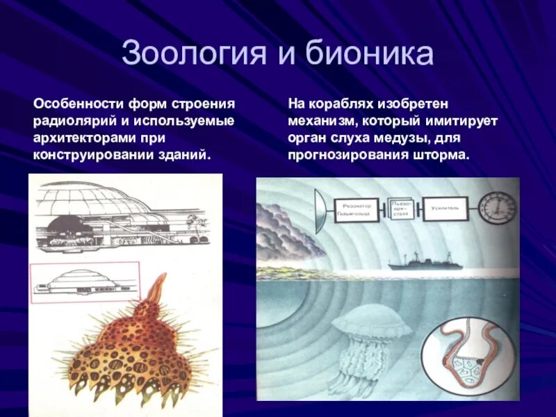 Бионика. Бионика это в биологии кратко. Бионика презентация. Биологическая Бионика примеры.