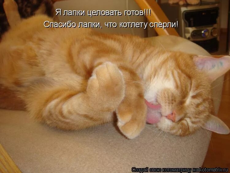 наступила ногой на горло. твои лапки. помоечные котята. порода кошек которая обмякает в руках. просыпайся котик с надписью.