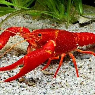 Красный рак королев