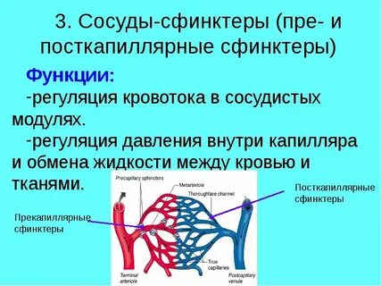 Увеличение кровотока