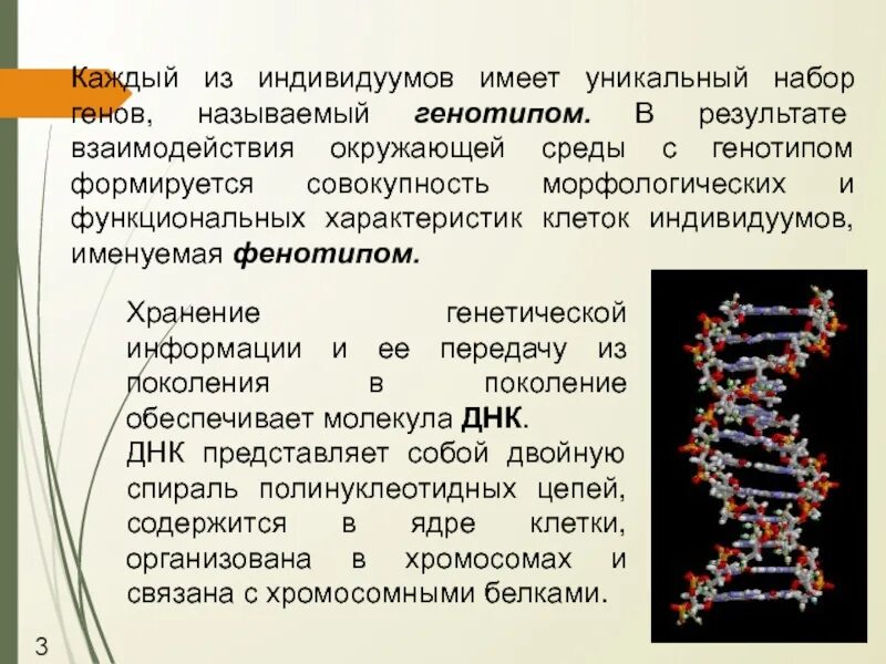 Генотип формируется под. Уникальный набор генов. генотип и окружающая среда. что называют геном. наследственная информация и передача ее из поколения в поколение.